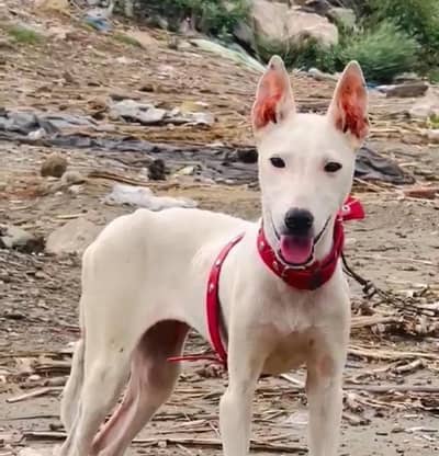 quadri gultair female for sale