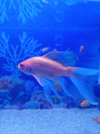Shipping king fish for sale
