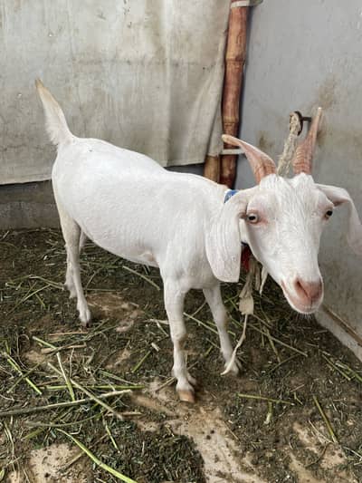Hyderabadi Tapri bakri for sale