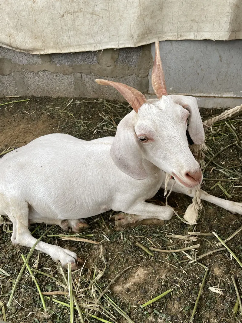 Hyderabadi Tapri bakri for sale — photo 2