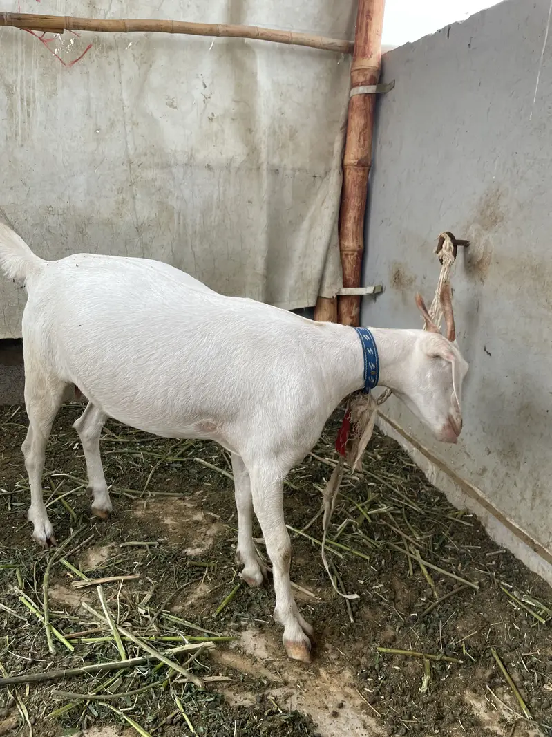 Hyderabadi Tapri bakri for sale — photo 3