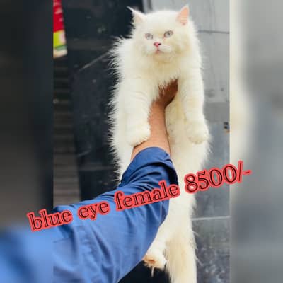 persian beautiful  cats available