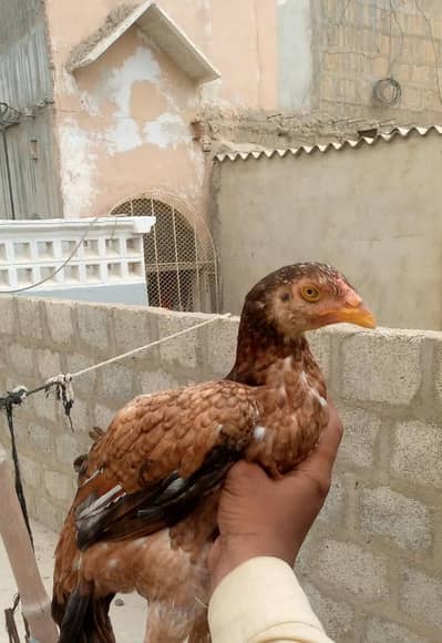 miyanwali breed