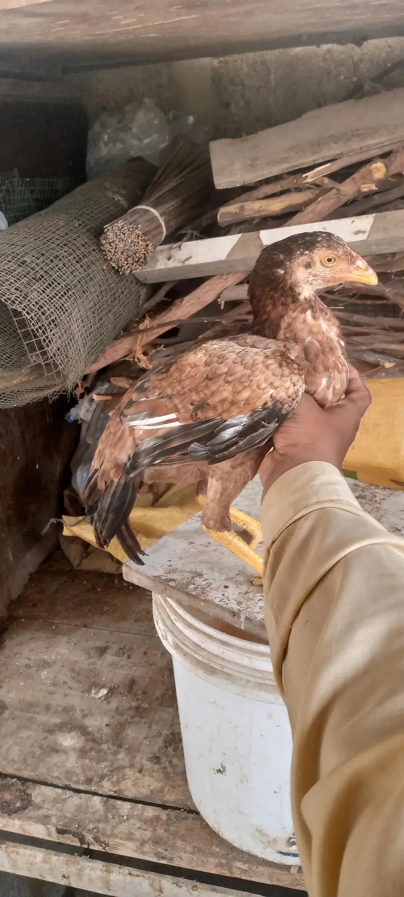 miyanwali breed — photo 2