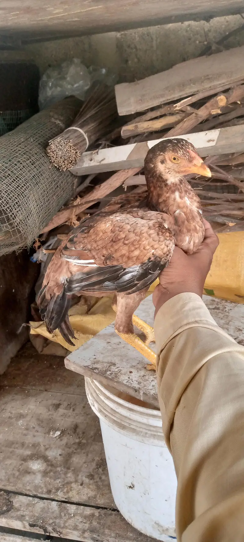 miyanwali breed — photo 3