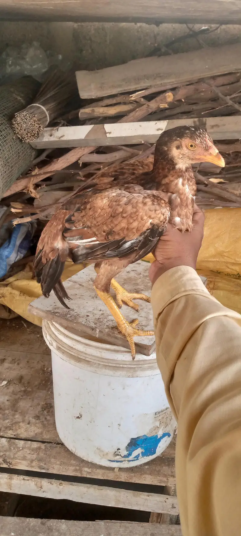 miyanwali breed — photo 4