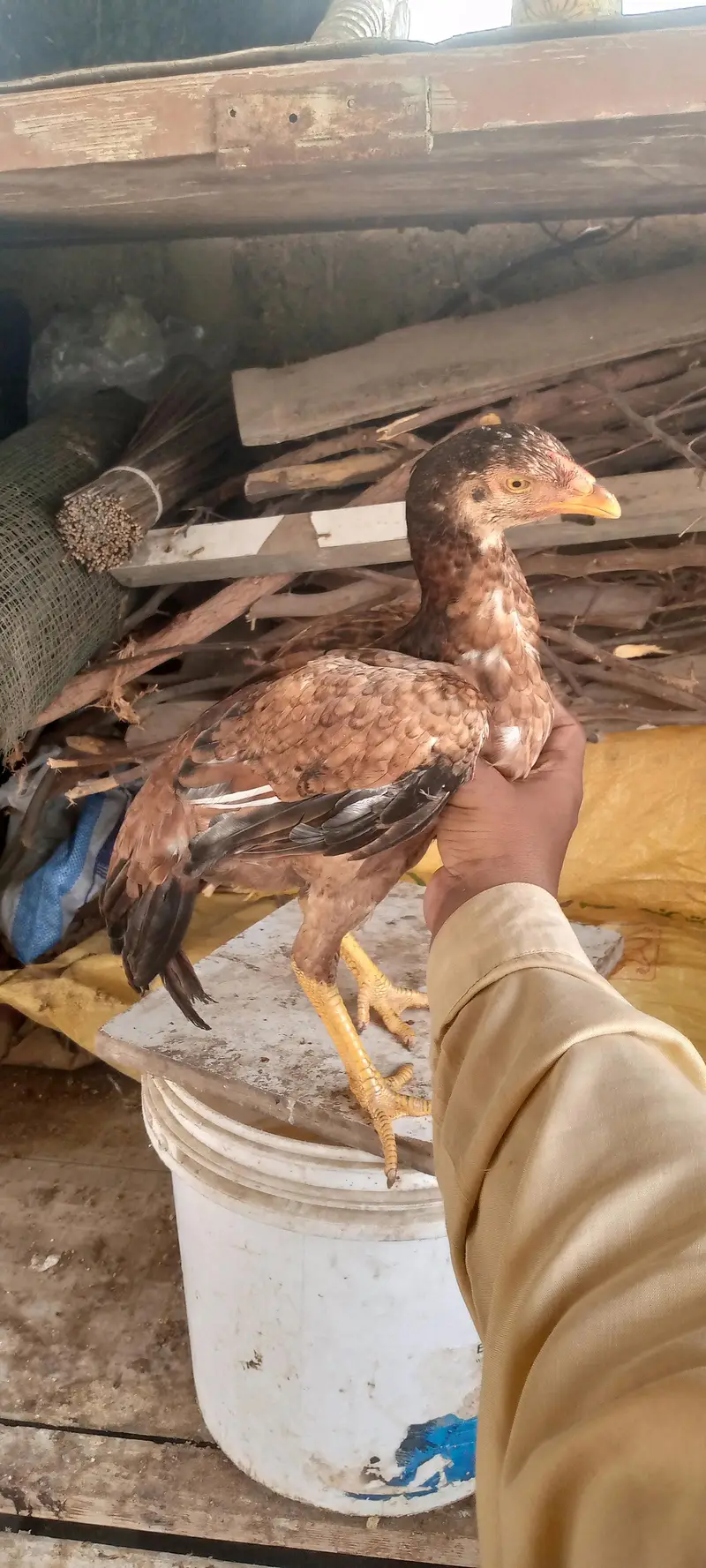 miyanwali breed — photo 5