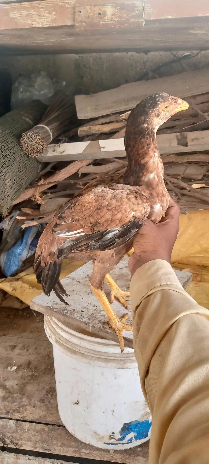 miyanwali breed — photo 6