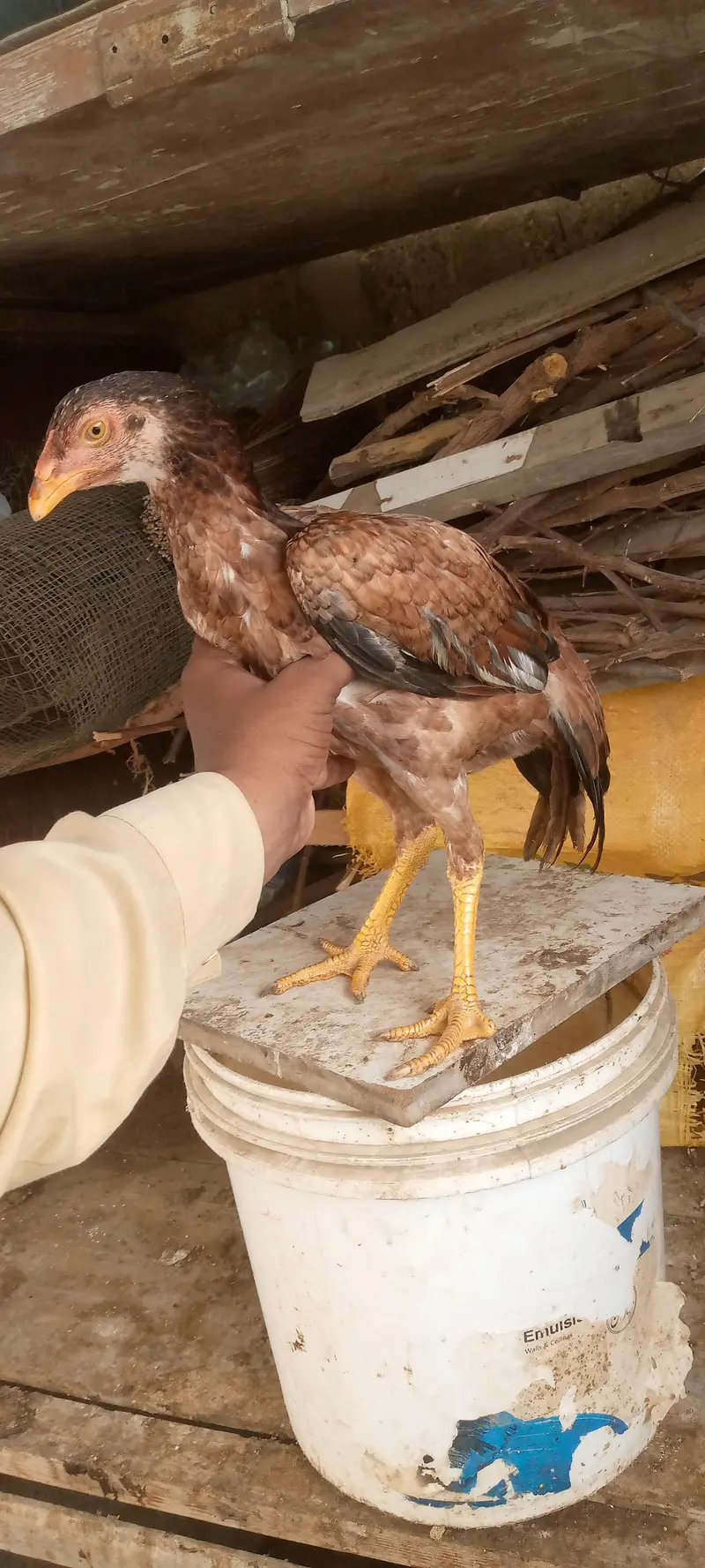 miyanwali breed — photo 7