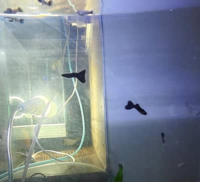 black moscow guppy