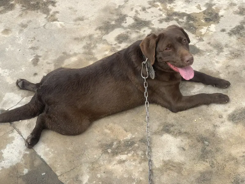 pure labrador — photo 2