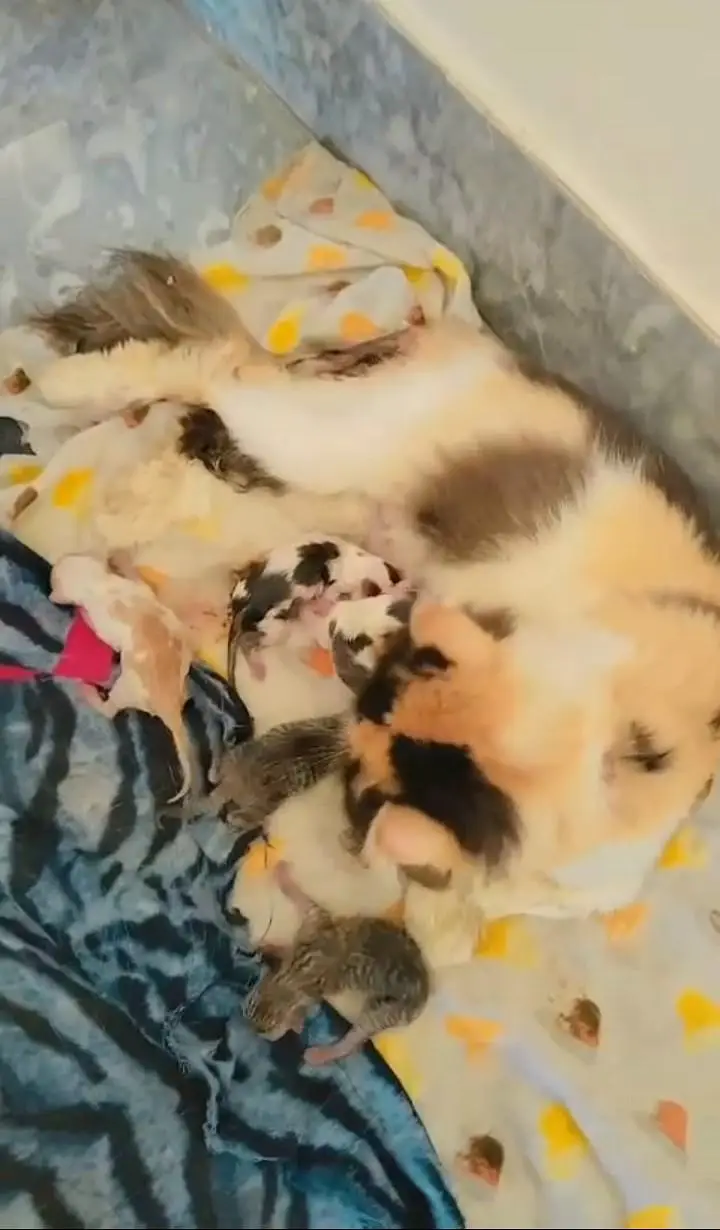 calico piki breeder female 03043583306 — photo 3
