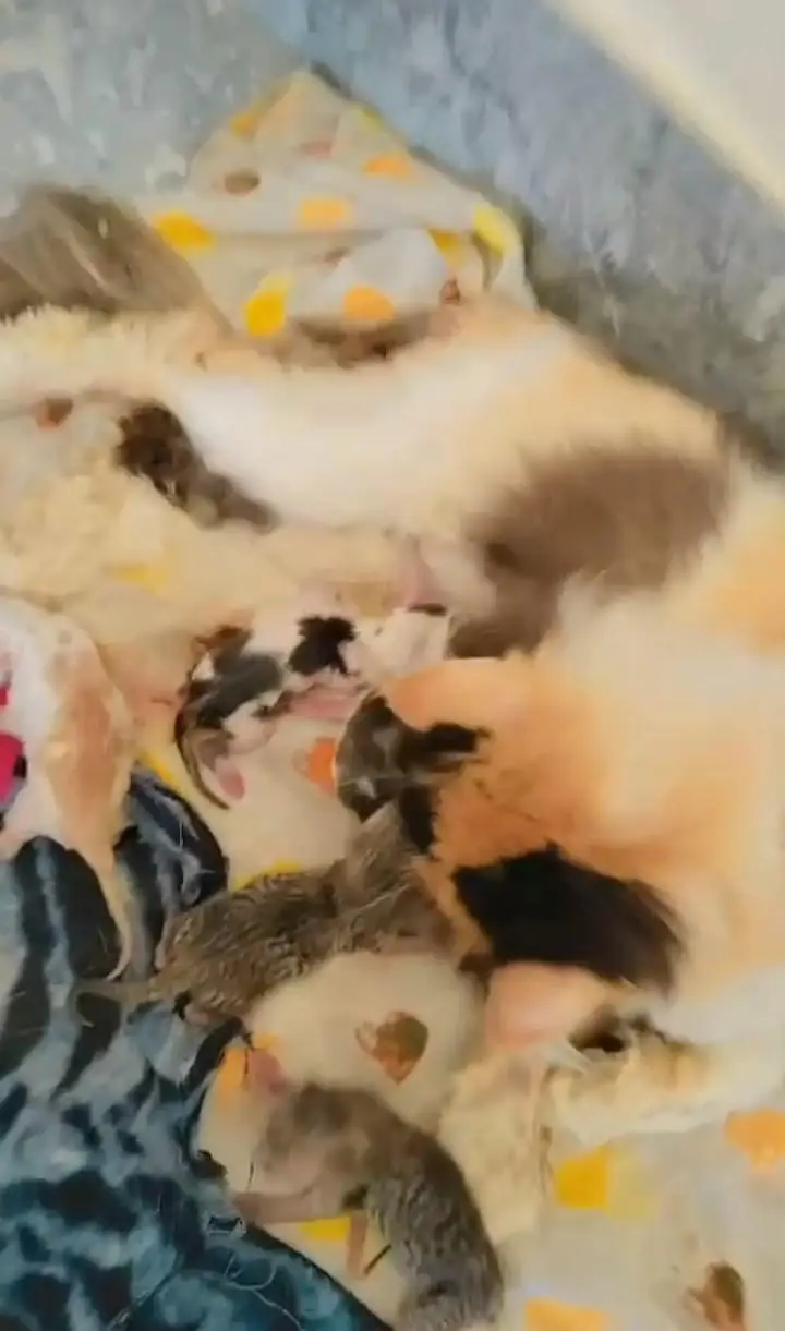calico piki breeder female 03043583306 — photo 4