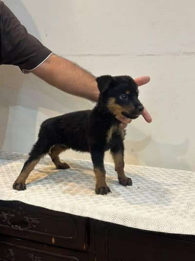 Rottweiler
