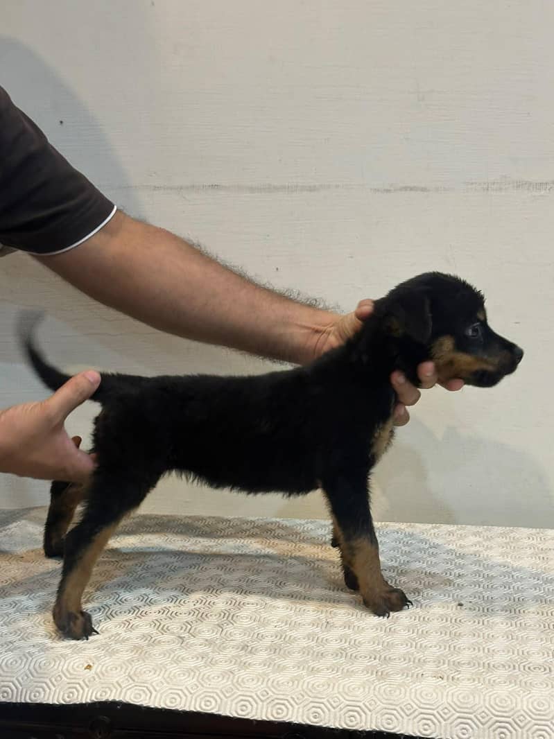 Rottweiler 1