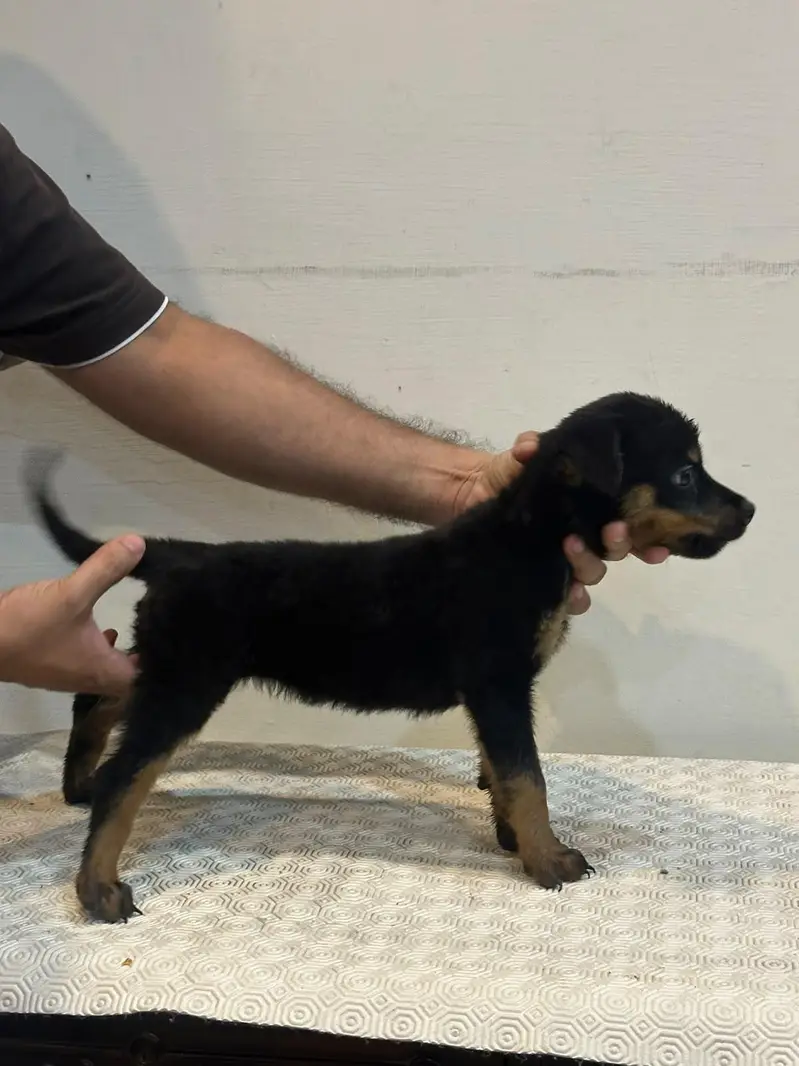 Rottweiler — photo 2