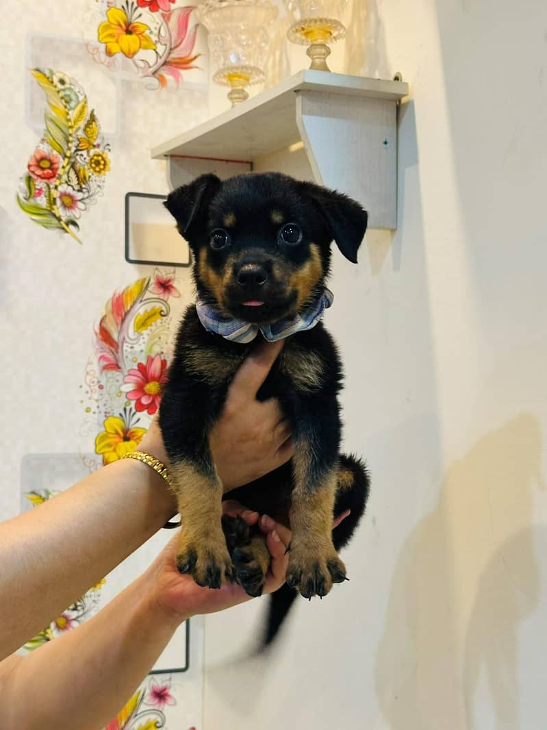 Rottweiler 2