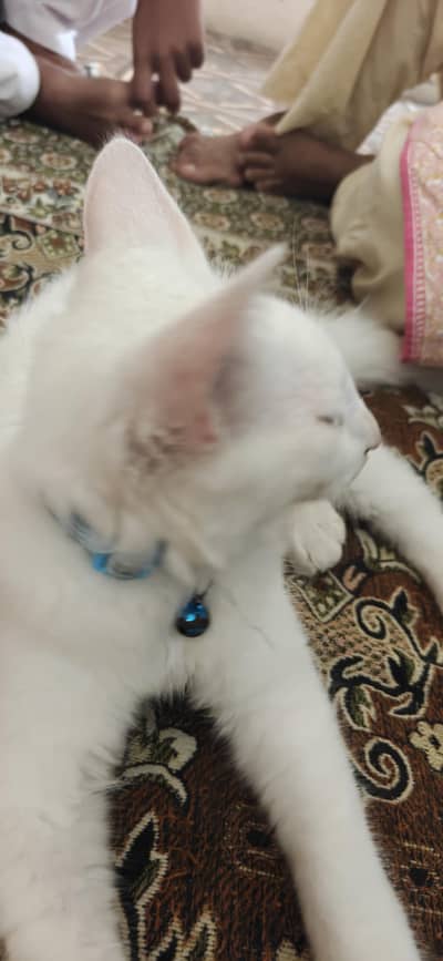 persion cat
