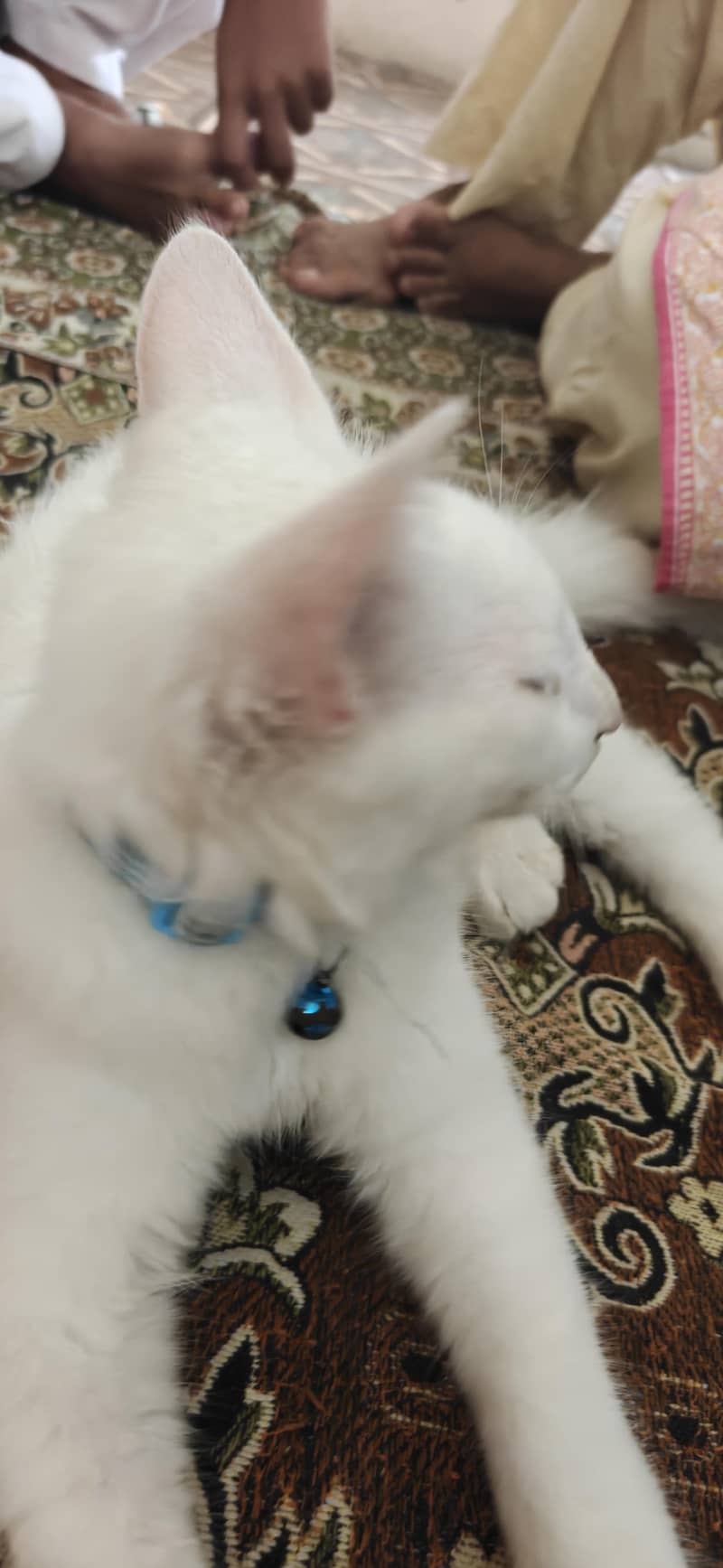persion cat 0