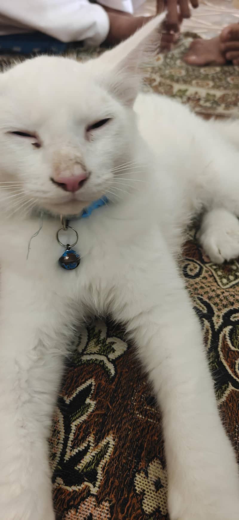 persion cat 1