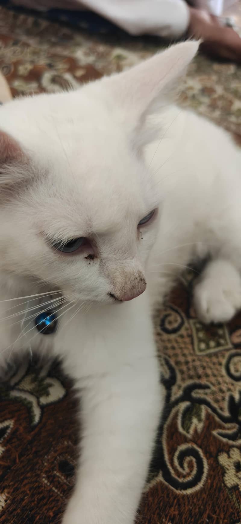 persion cat 2