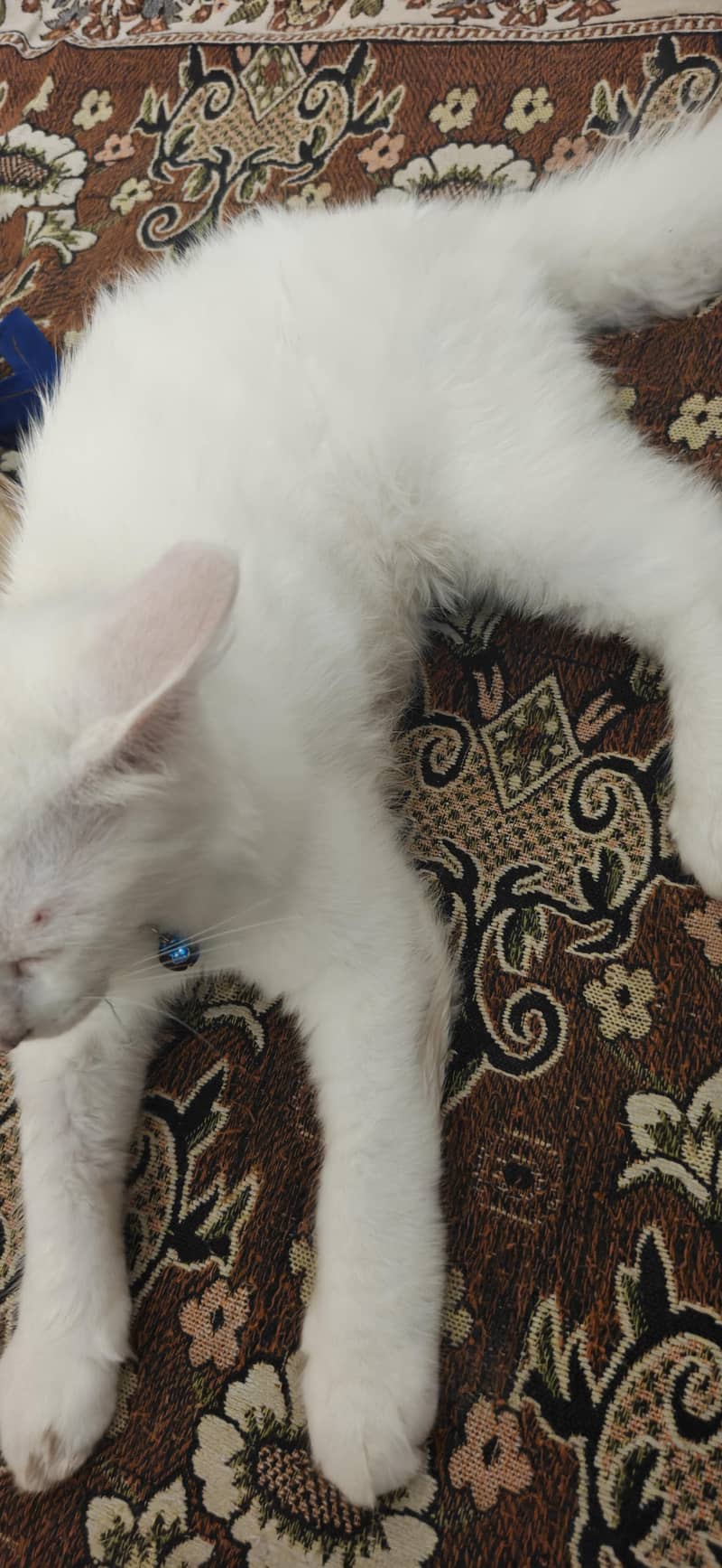 persion cat 3