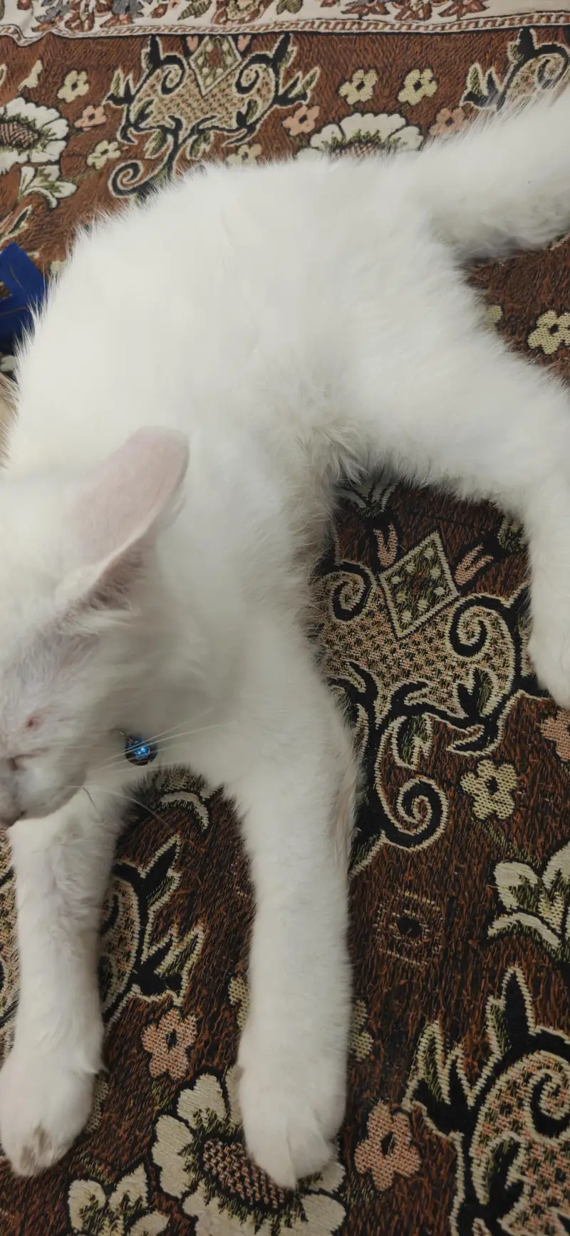 persion cat — photo 4