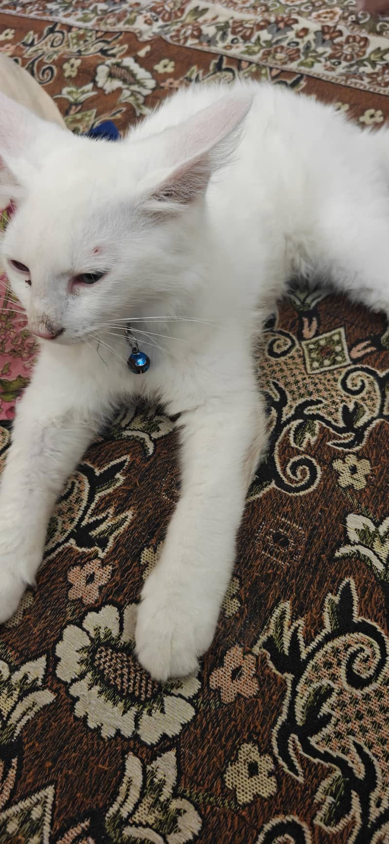 persion cat 4