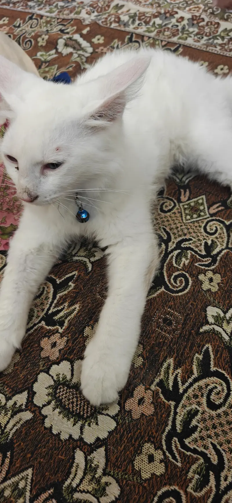 persion cat — photo 5