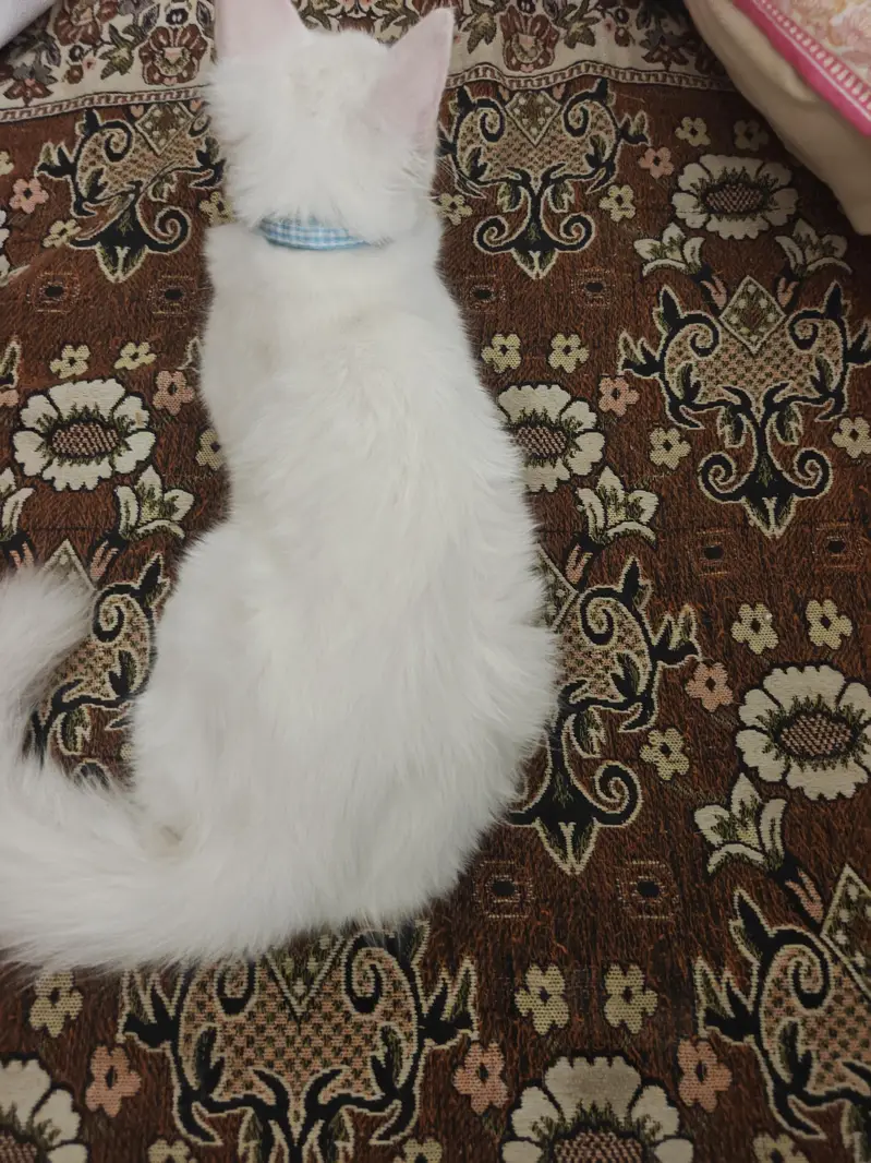 persion cat — photo 6