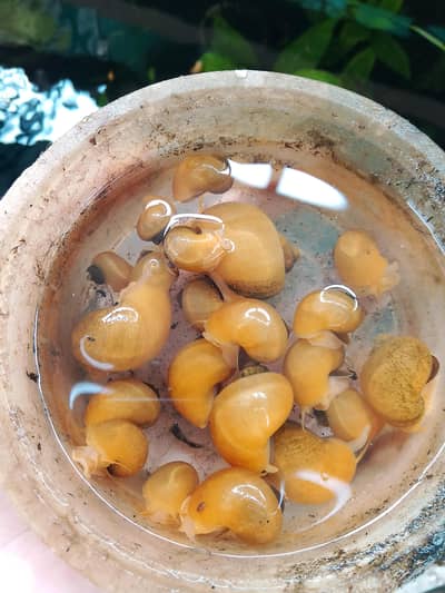 Yellow Apple Snails