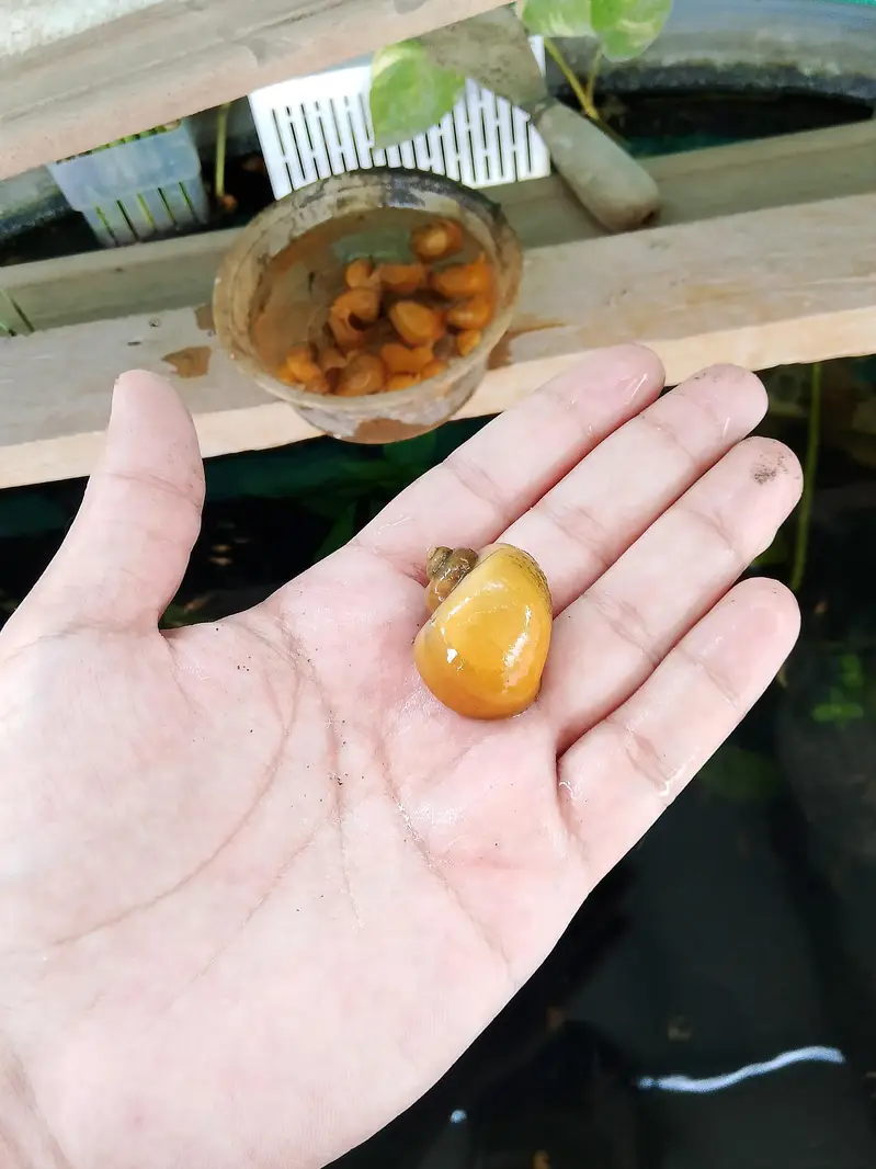 Yellow Apple Snails — photo 2