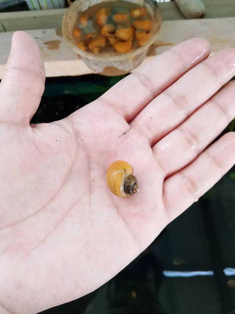 Yellow Apple Snails — photo 3
