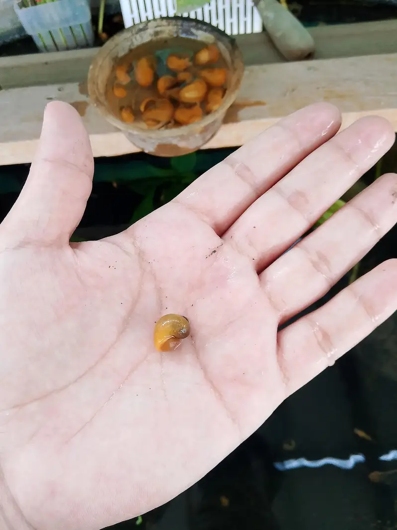 Yellow Apple Snails — photo 4