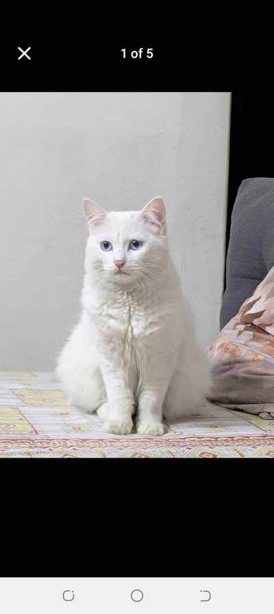 percian male cat for sale price 15000 call or what's app 03288648340