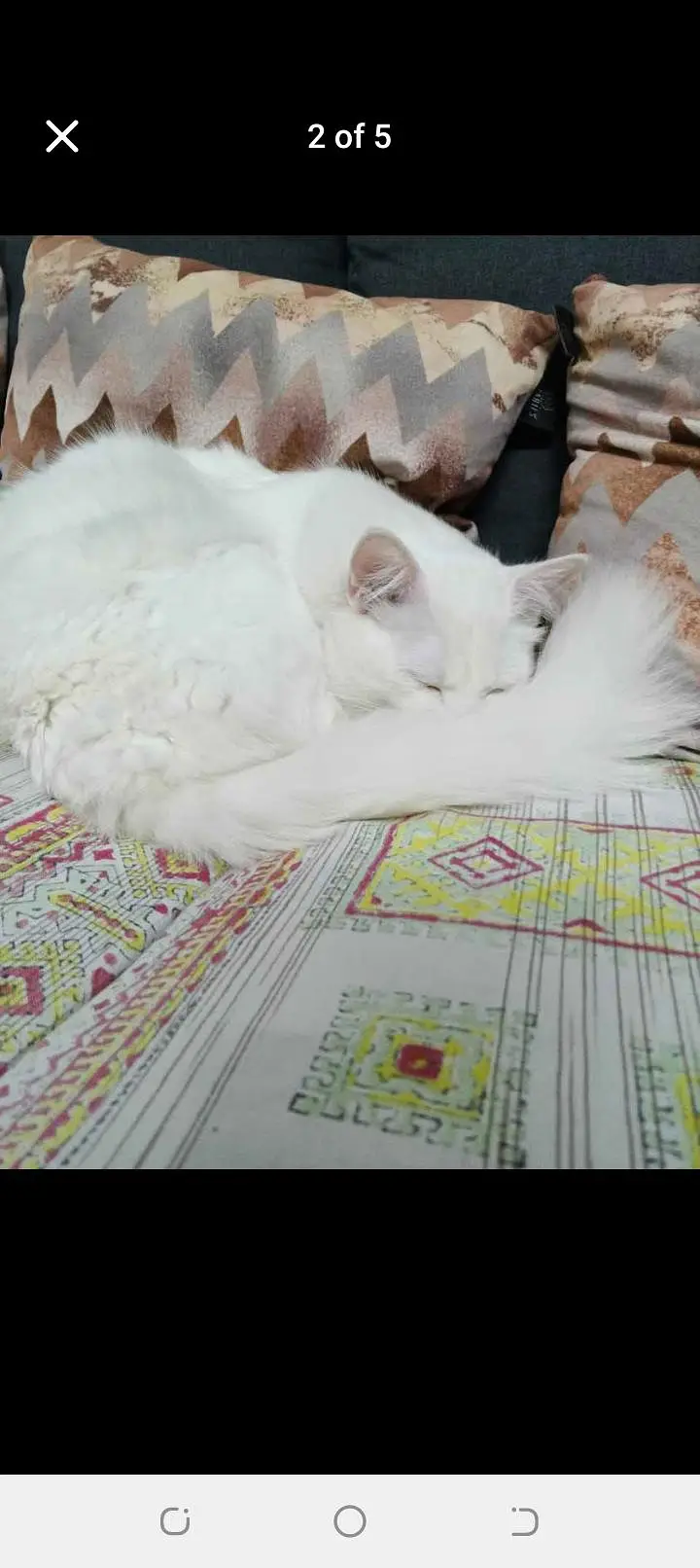 percian male cat for sale price 15000 call or what's app 03288648340 — photo 2
