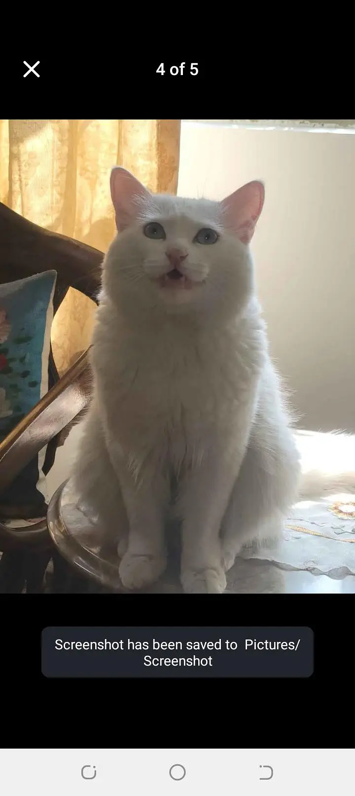 percian male cat for sale price 15000 call or what's app 03288648340 — photo 3