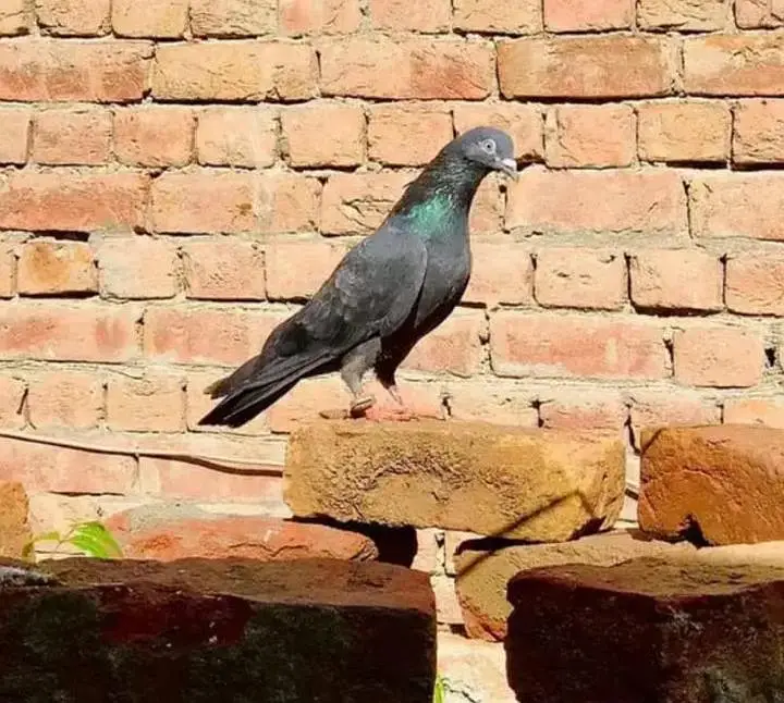 Pigeon kaaly Zaak