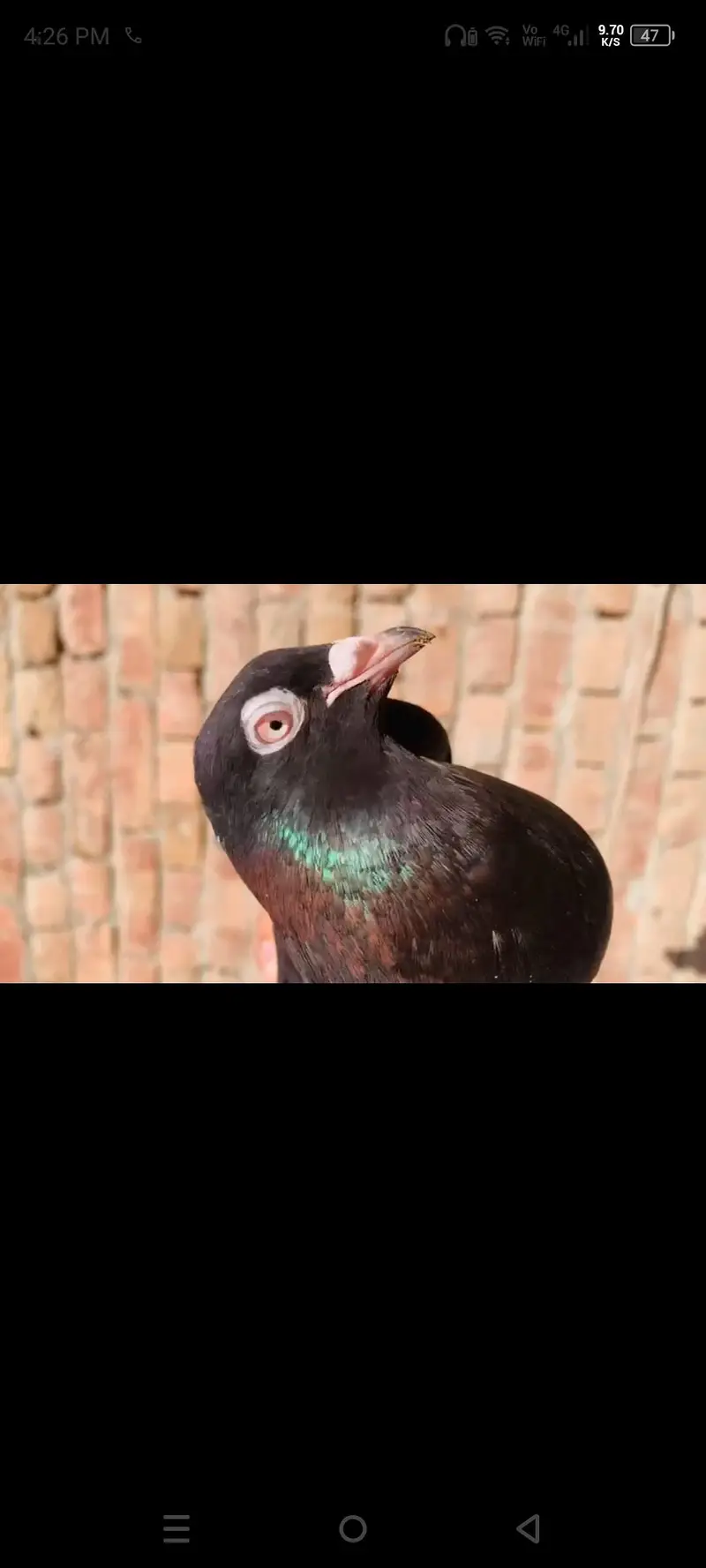 Pigeon kaaly Zaak — photo 2