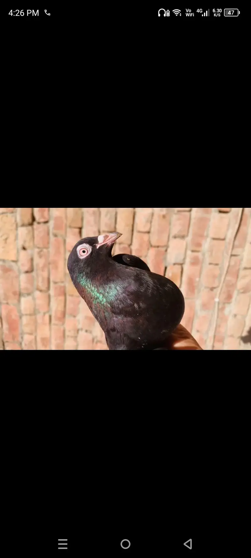 Pigeon kaaly Zaak — photo 3