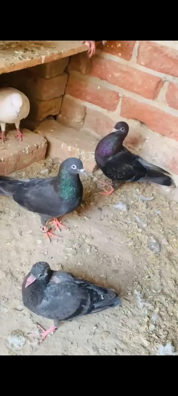 Pigeon kaaly Zaak — photo 4