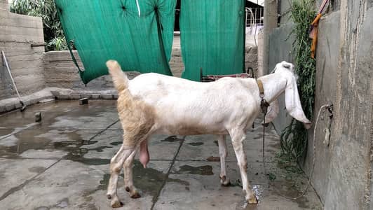 Gulabi bakri