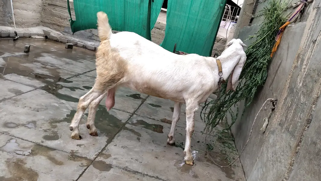 Gulabi bakri — photo 2