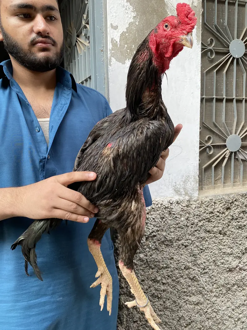 Nawabi Blood Line Aseel Mushka — photo 3