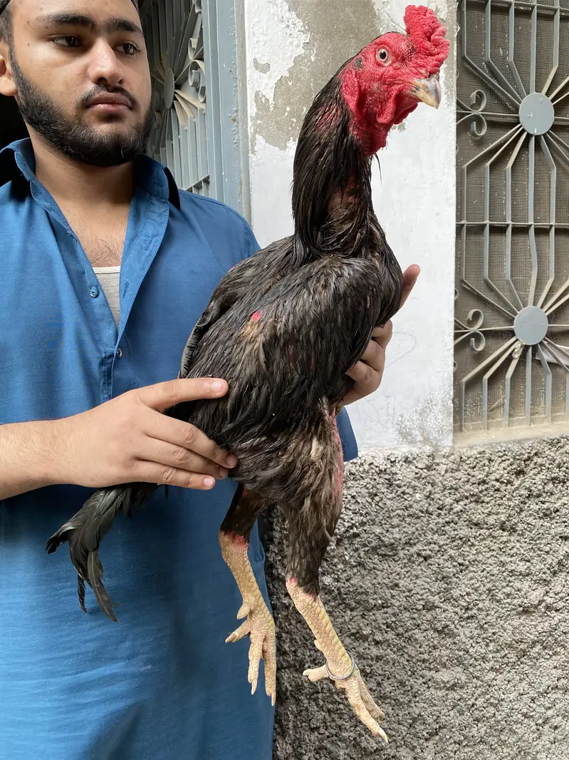 Nawabi Blood Line Aseel Mushka — photo 4