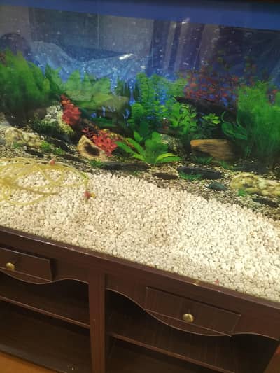 Fish acquirm