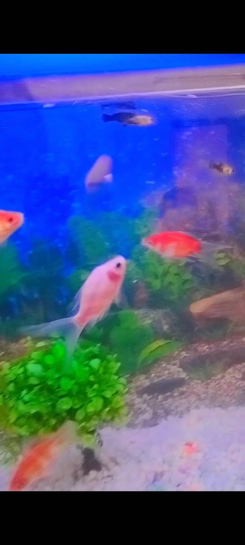 Fish acquirm 1