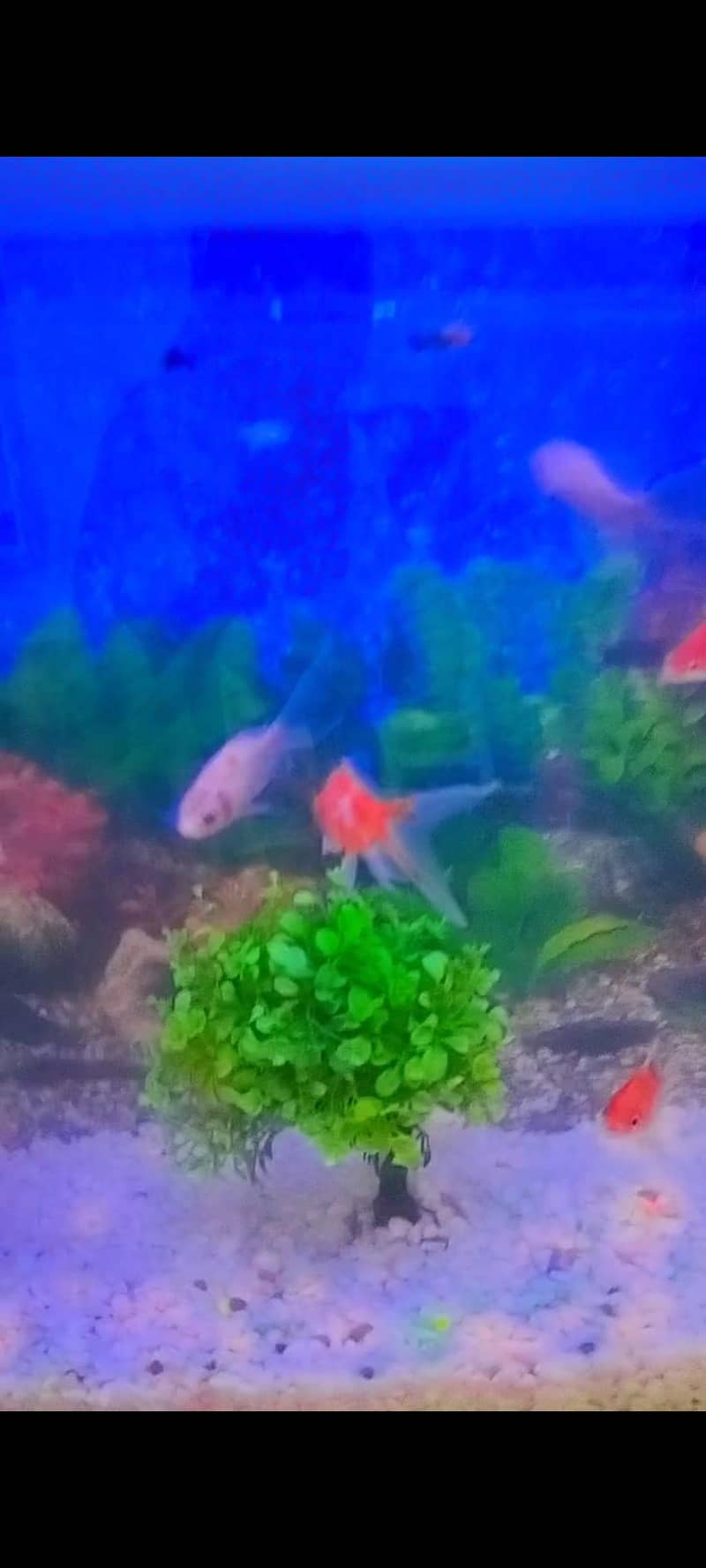 Fish acquirm 2