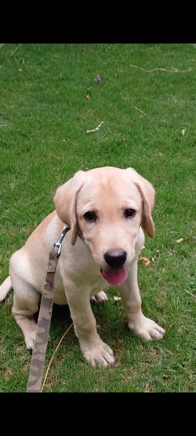 best trained puppy