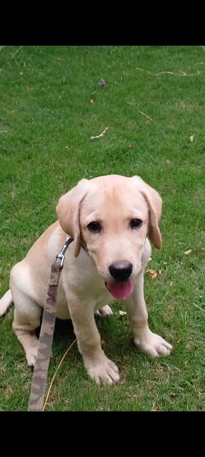 best trained puppy